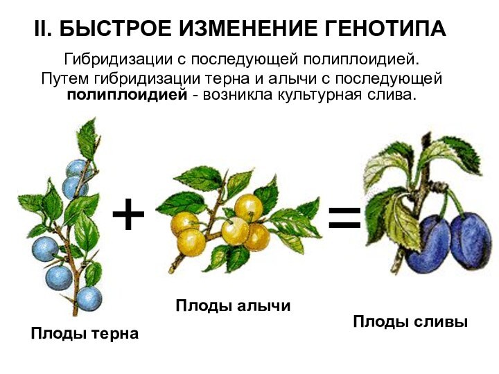 II. БЫСТРОЕ ИЗМЕНЕНИЕ ГЕНОТИПАГибридизации с последующей полиплоидией. Путем гибридизации терна и алычи