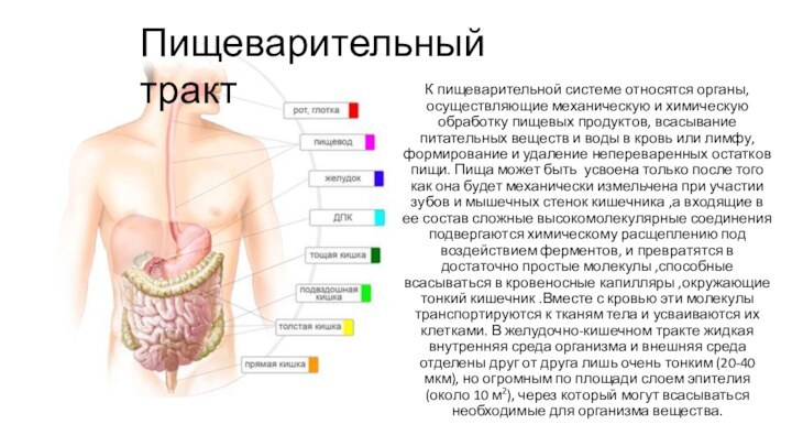 К пищеварительной системе относятся органы, осуществляющие механическую и химическую обработку пищевых продуктов,