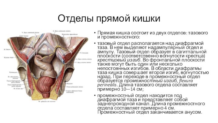 Отделы прямой кишкиПрямая кишка состоит из двух отделов: тазового и промежностного:тазовый отдел