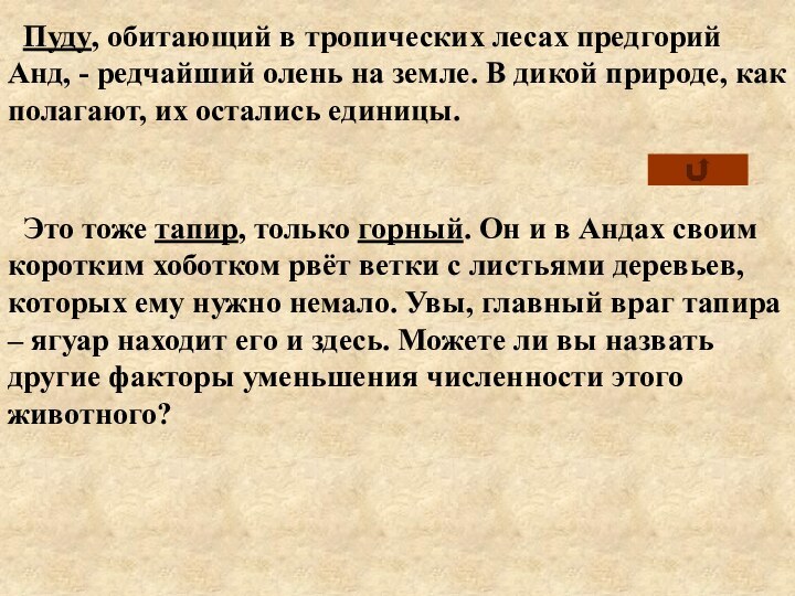 Пуду, обитающий в тропических лесах предгорий Анд, - редчайший олень на