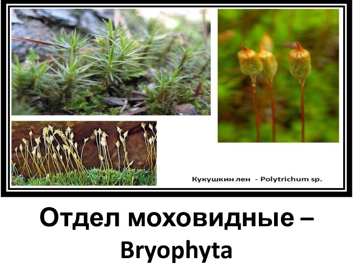 Отдел моховидные – BОтдел моховидные – Bryophyta