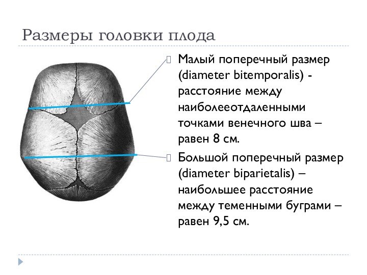 Размеры головки плодаМалый поперечный размер (diameter bitemporalis) - расстояние между наиболееотдаленными точками