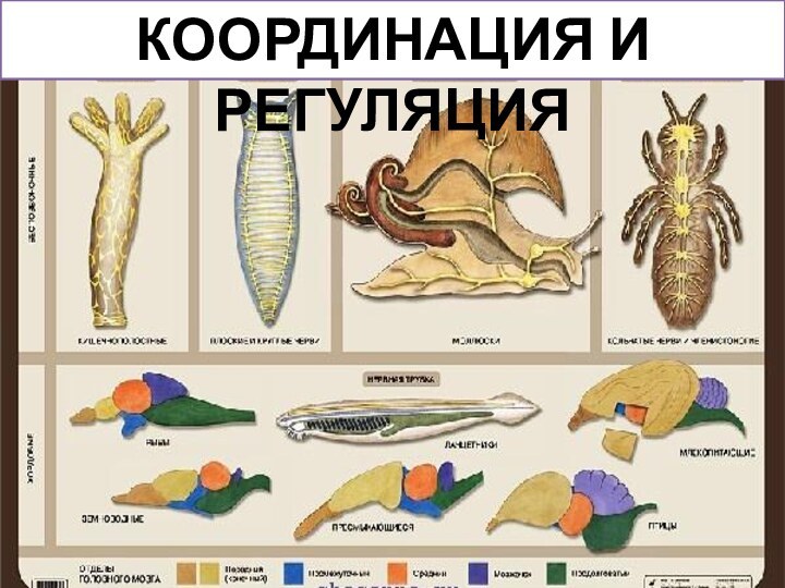 Координация и регуляция