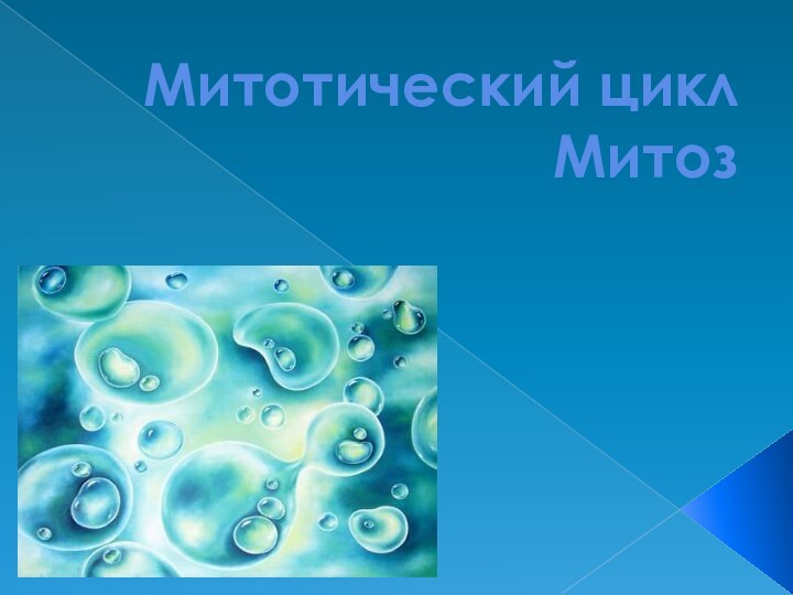 Митотический цикл Митоз