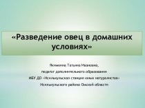 Разведение овец в домашних условиях