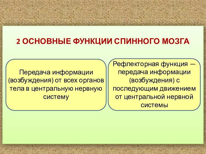 2 ОСНОВНЫЕ ФУНКЦИИ СПИННОГО МОЗГАПередача информации (возбуждения) от всех органов тела в центральную