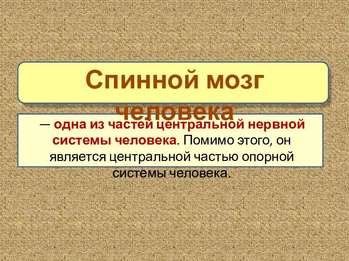 Спинной мозг человека— одна из частей центральной нервной системы человека. Помимо этого,