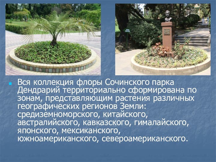 Вся коллекция флоры Сочинского парка Дендрарий территориально сформирована по зонам, представляющим растения