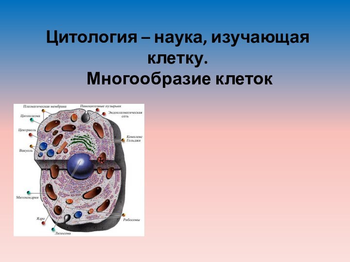 Цитология – наука, изучающая клетку.  Многообразие клеток