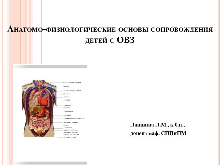 Анатомо-физиологические основы сопровождения детей с ОВЗЛапшина Л.М., к.б.н.,доцент каф. СППиПМ