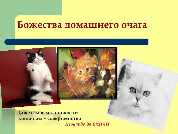 Божества домашнего очагаДаже самое маленькое из кошачьих – совершенство