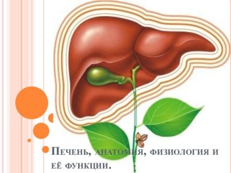 Печень, анатомия, физиология и её функции.