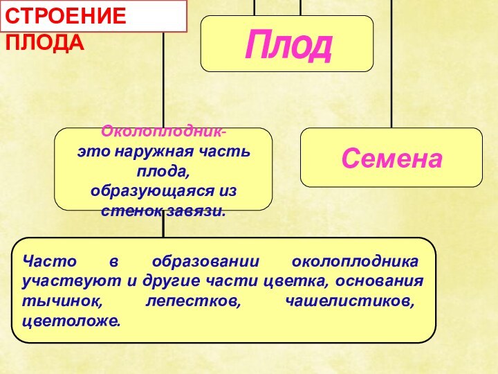 СТРОЕНИЕ ПЛОДАЧасто в образовании околоплодника участвуют и другие части цветка, основания тычинок, лепестков, чашелистиков, цветоложе.