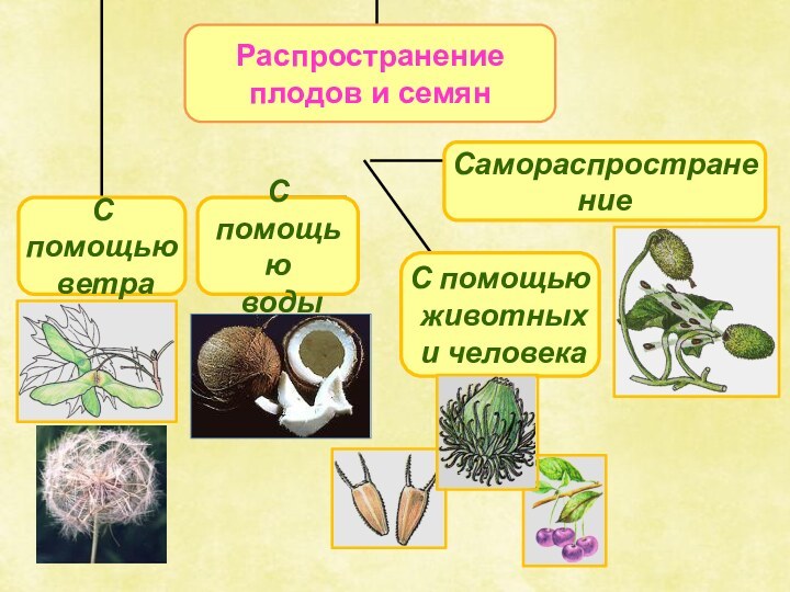 С помощью животных и человека