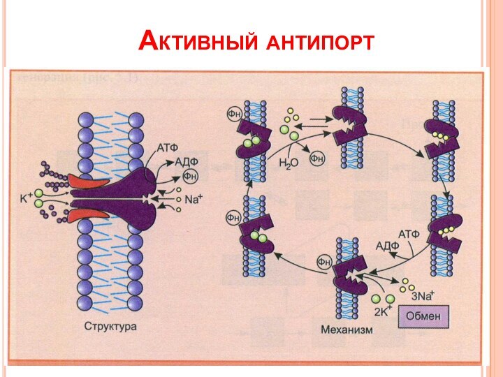 Активный антипорт