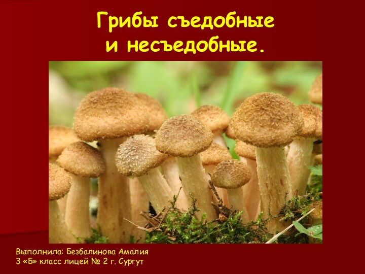 Грибы съедобные  и несъедобные.Выполнила: Безбалинова Амалия3 «Б» класс лицей № 2 г. Сургут