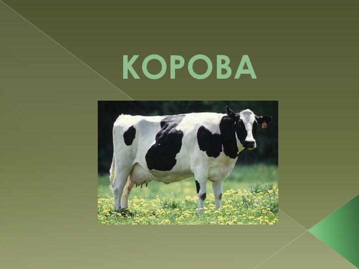 КОРОВА