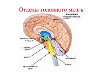 Отделы головного мозга и их строение