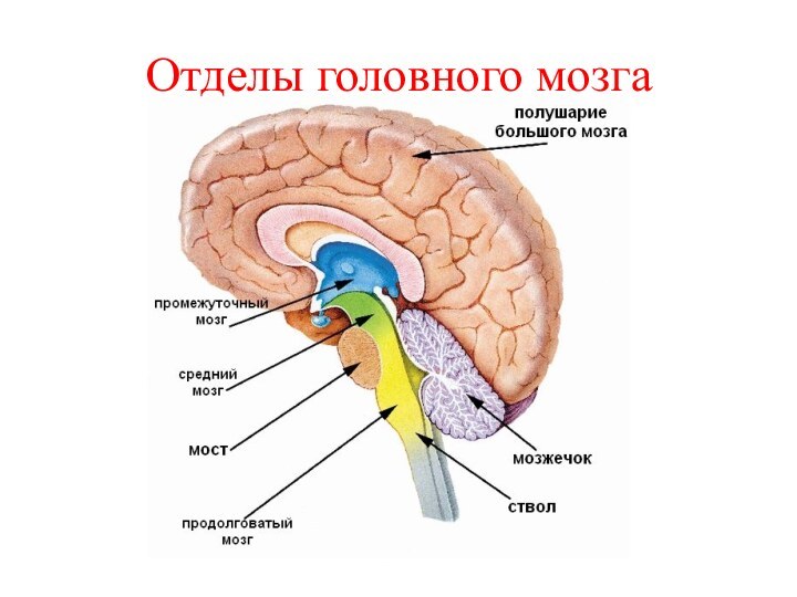 Отделы головного мозга