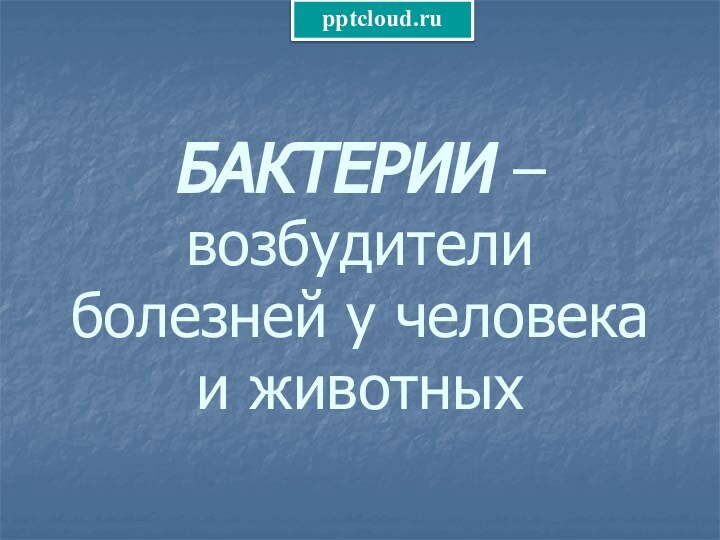 БАКТЕРИИ – возбудители болезней у человека и животных