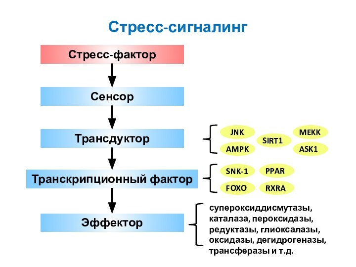 СенсорТрансдукторТранскрипционный факторЭффекторСтресс-сигналингСтресс-факторсупероксиддисмутазы, каталаза, пероксидазы, редуктазы, глиоксалазы, оксидазы, дегидрогеназы, трансферазы и т.д.