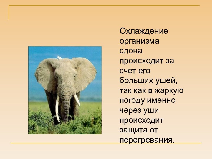 Охлаждение организма слона происходит за счет его больших ушей, так как в