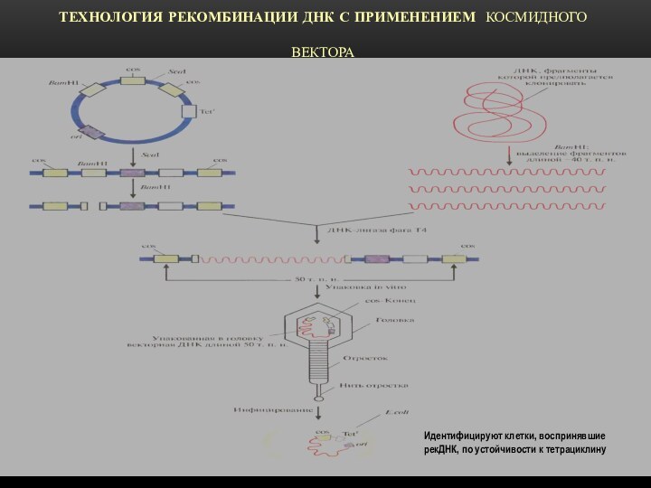 Технология рекомбинации ДНК с применением космидного  вектораИдентифицируют клетки, воспринявшие рекДНК, по устойчивости к тетрациклину