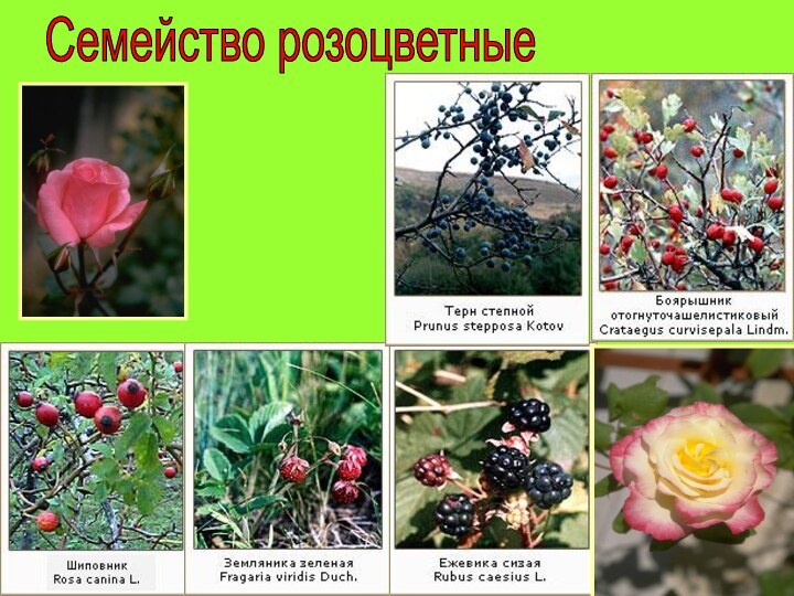 Семейство розоцветные