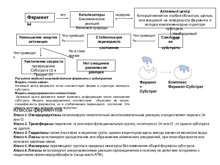 Ферменты   Катализаторы Биохимических реакцийбелковой природы  Активный центр Который является
