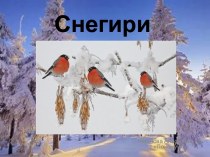 Снегири