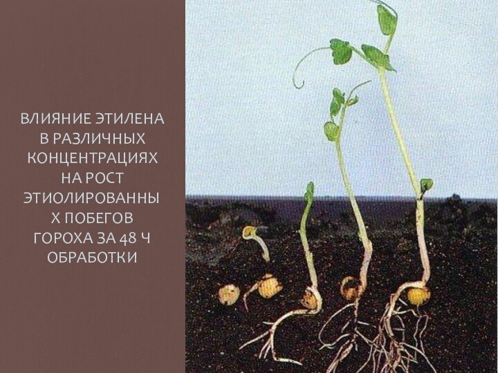 ВЛИЯНИЕ ЭТИЛЕНА В РАЗЛИЧНЫХ КОНЦЕНТРАЦИЯХ НА РОСТ ЭТИОЛИРОВАННЫХ ПОБЕГОВ ГОРОХА ЗА 48 Ч ОБРАБОТКИ