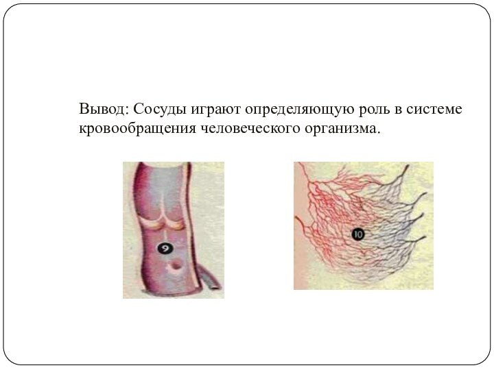 Вывод: Сосуды играют определяющую роль в системе кровообращения человеческого организма.