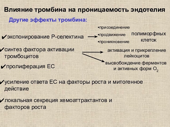 Влияние тромбина на проницаемость эндотелияДругие эффекты тромбина:экспонирование Р-селектинасинтез фактора активации тромбоцитовпролиферация ЕСусиление