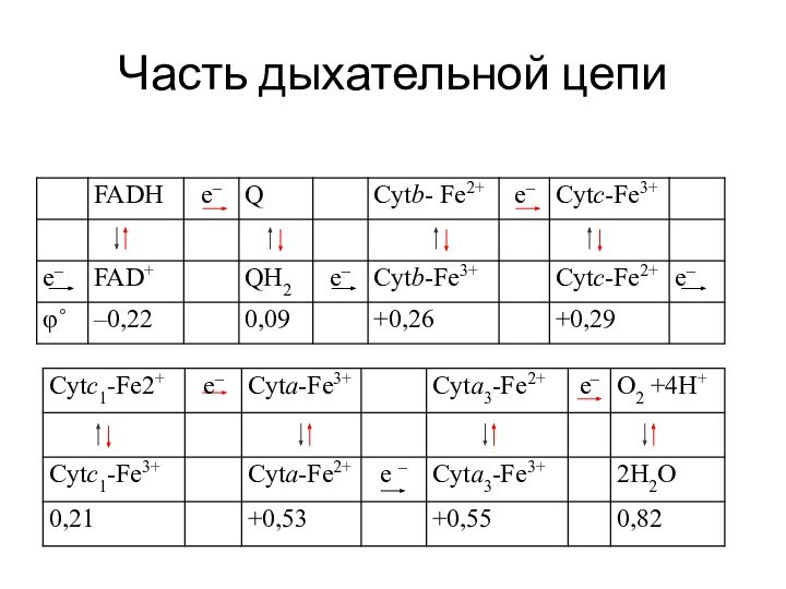 Часть дыхательной цепи