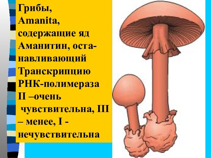 Грибы, Amanita,содержащие ядАманитин, оста-навливающий ТранскрипциюРНК-полимеразаII –очень чувствительна, III – менее, I - нечувствительна