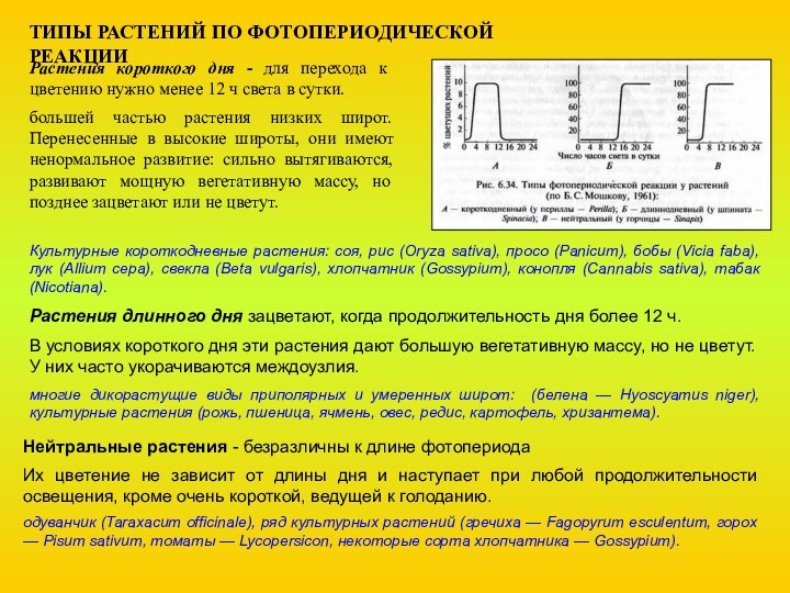 Культурные короткодневные растения: соя, рис (Oryza sativa), просо (Panicum), бобы (Vicia faba),