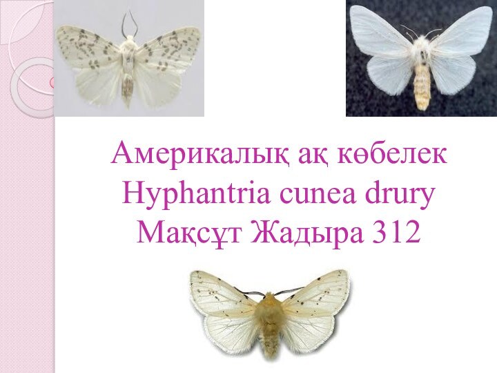 Америкалық ақ көбелек Hyphantria cunea drury Мақсұт Жадыра 312