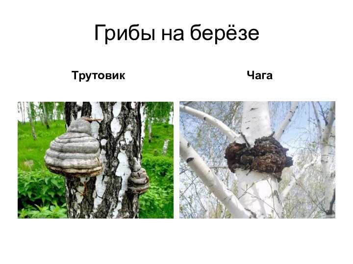 Грибы на берёзе