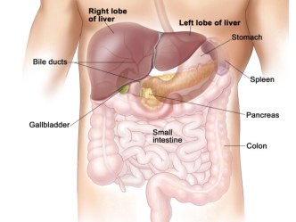 Печень и желчный пузырь