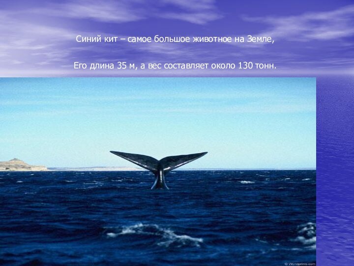 Синий кит – самое большое животное на Земле, Его длина 35 м,