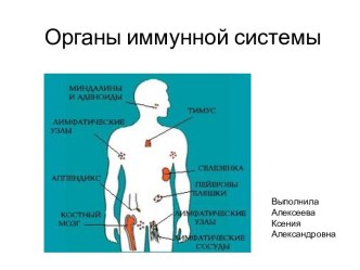 Органы иммунной системы