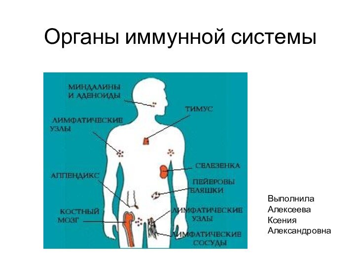 Органы иммунной системыВыполнила Алексеева Ксения Александровна