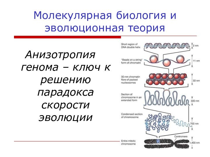 Молекулярная биология и эволюционная теория Анизотропия генома – ключ к решению парадокса скорости эволюции