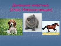 Домашние животные (Класс Млекопитающие)