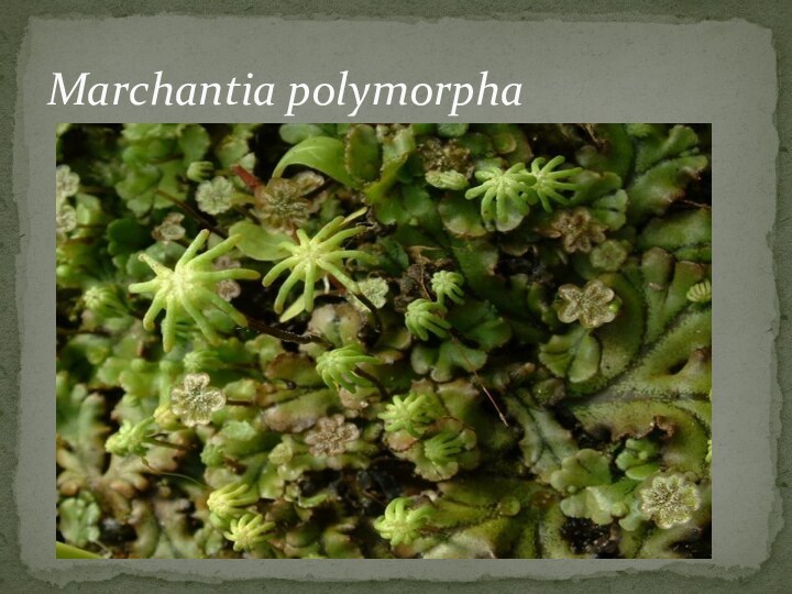 Marchantia polymorpha