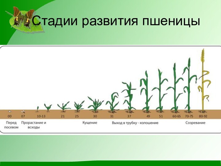 Стадии развития пшеницы