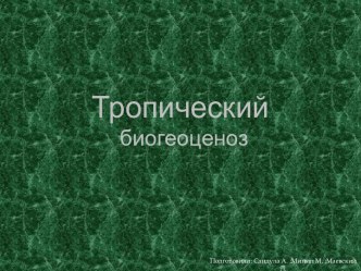 Тропический биогеоценоз