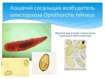 Кошачий сосальщик возбудитель описторхоза opisthorchis felineus