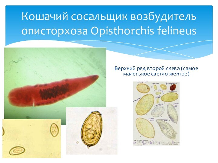 Кошачий сосальщик возбудитель описторхоза Opisthorchis felineusВерхний ряд второй слева (самое маленькое светло-желтое)