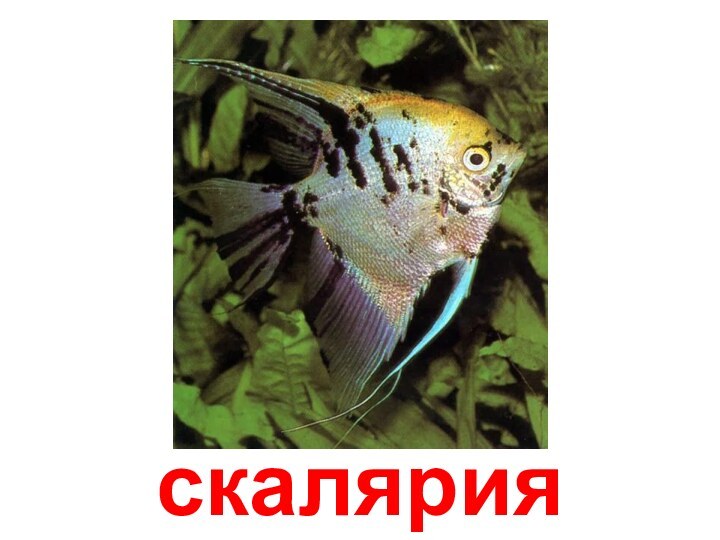 скалярия